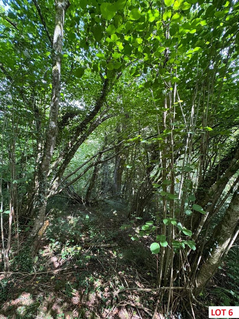 LOT 6.jpg
