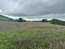 LAND AT CROSS OAK 3.jpg